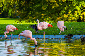 pink flamingos in the water
