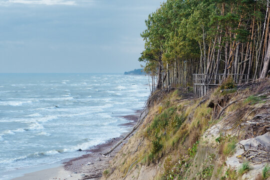 The Dutchman's Cap, In Lithuanian Olando Kepurė, Hill Or Parabolic Dunes With Pine Trees Created By Aeolian Processes On A Moraine Ridge, On The Baltic Sea In Lithuania's Seaside Regional Park