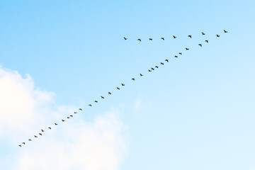 Black cormorants flying in a V formation against the sky on the Baltic Sea in Lithuania. Birds...