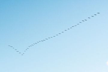 Black cormorants flying in a V formation against the sky on the Baltic Sea in Lithuania. Birds...