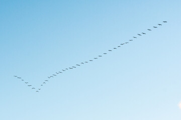 Black cormorants flying in a V formation against the sky on the Baltic Sea in Lithuania. Birds...