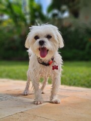 jack russell terrier