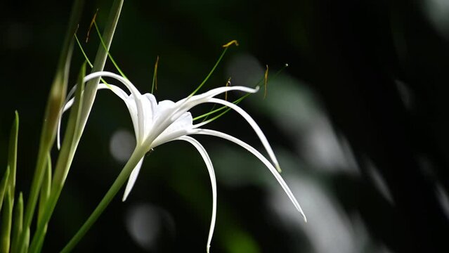 footage of crinum lily flower blooming in sunlight