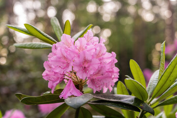 pink rhododendron
