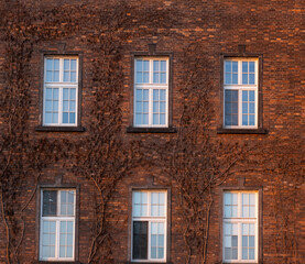 Fototapeta na wymiar Ivy growing on the facade of a brick wall in the Wawel castle. Wawel Royal Castle, a castle residence located in the center of Krakow. The UNESCO World Heritage Site