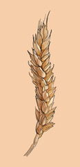 Ear of wheat. Isolated vector  illustration. Hand drawn design element