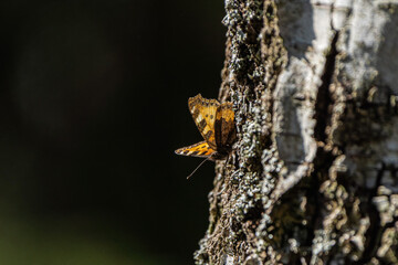 butterfly on tree