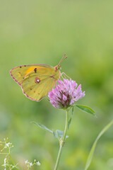Clouded yellow butterfly (Colias crocea) resting on a clover blossom.