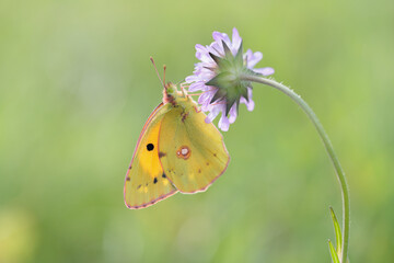 Clouded yellow butterfly (Colias croceus).