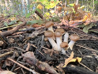 beech (Chives) mushrooms in the forest at sunset in the fall