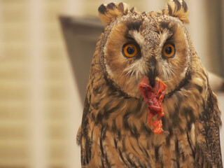 Owl eating
