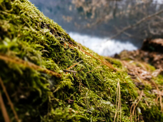 moss in the forest