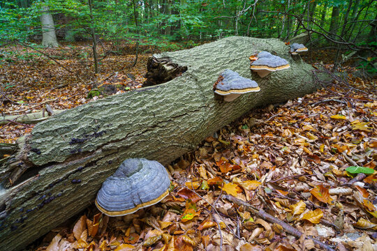 Fomes Fomentarius Fungus