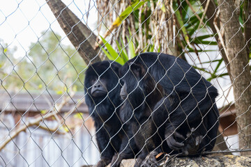 Two Black Howler Monkeys behind a chain link fence at a zoo