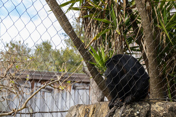 Black Howler Monkey behind a chain link fence at a zoo