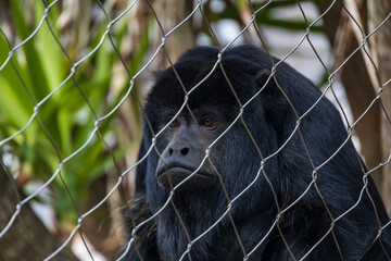 Black Howler Monkey behind a chain link fence at a zoo