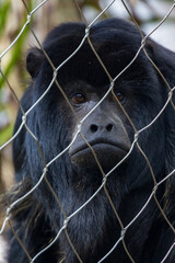 Black Howler Monkey behind a chain link fence at a zoo