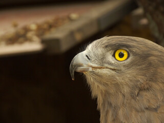 Portrait of a eagle