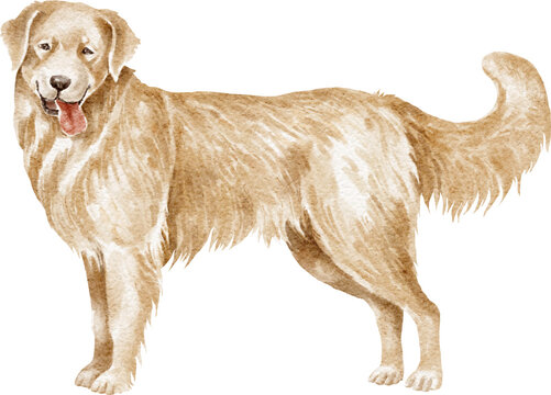 Golden Retriever Dog Illustration