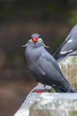 Inca Tern sitting on a wooden rail