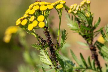 ants and aphids, symbiosis, insects on a tansy stalk
