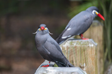 Inca Terns sitting on a wooden rail