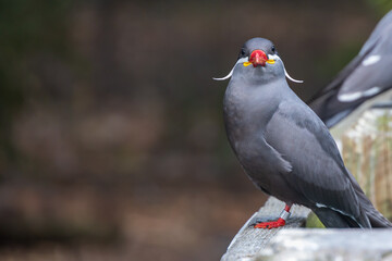 Inca Tern sitting on a wooden rail
