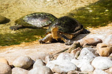 Two turtles at the edge of the water