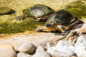 Two turtles at the edge of the water