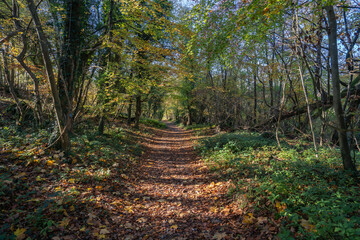 Hiking on a fine autumn day near South Harting, West Sussex, England