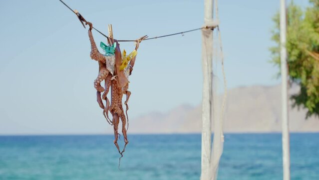 Fresh catch of octopus drying outside a typical taverna restaurant in Greece. Traditional Greek food dish of charcoal grilled octopus on greek islands. Hanging on wire with the sea in background