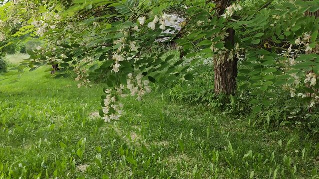 White acacia in full bloom. Garden trees in flowering season. 