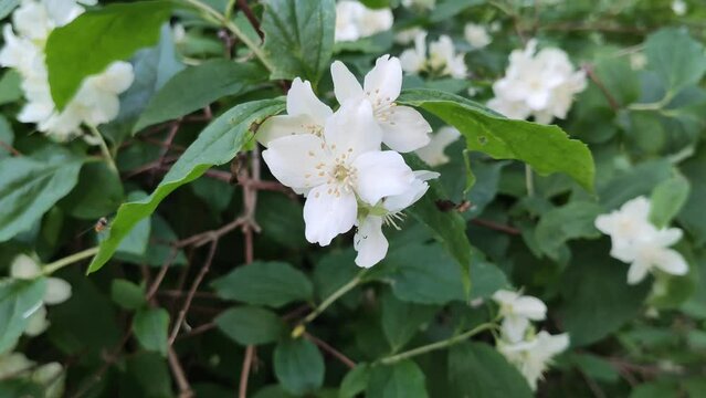 Philadelphus white fragrant flowers 