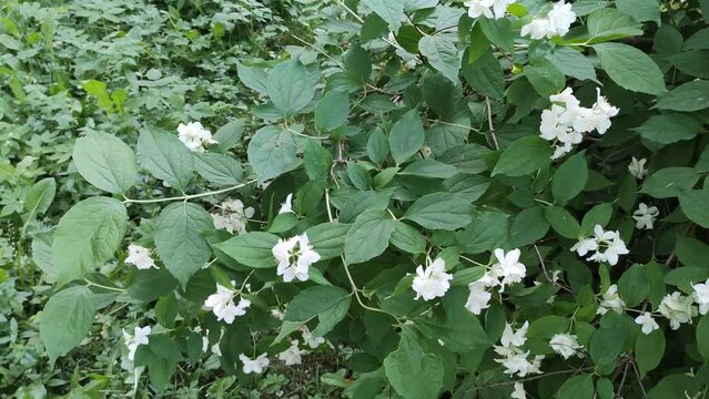 Philadelphus white fragrant flowers 