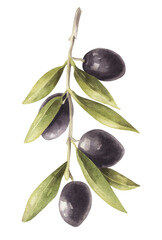 Fototapeta na wymiar Watercolor olive branch with olives isolated.