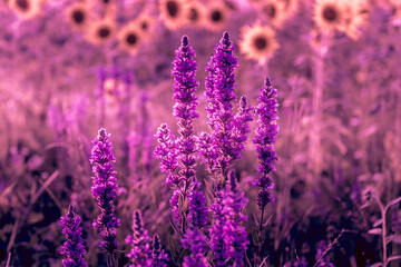 France, Provence region, Europe, picturesque summer blooming lupines and sunflowers on the field... exclusive - this image sell only Adobe Stock	