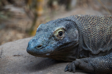 Komodo dragon face close-up