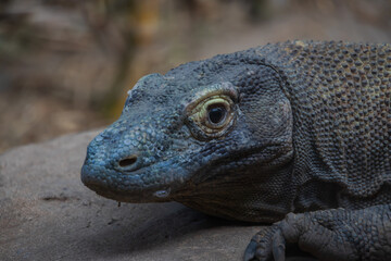 Komodo dragon face close-up
