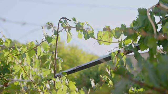 Grape vine leaves curled around a metal fence under the Mediterranean sun. Vacation in Greek island with vines and wine making culture in typical traditional small village. Vines outside a local home