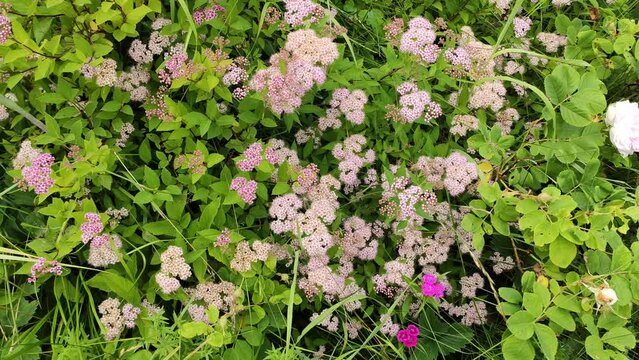 Japanese spirea "Little Princess'' blooming with delicate pink blossoms in natural daylight. 