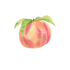 Fototapeta na wymiar Watercolor hand drawing peach fruit slice