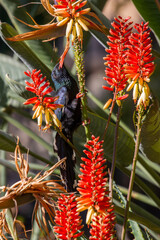 Obraz premium Green or Red-Billed Wood-hoopoe looking for nectar on a Flowering Aloe plant, South Africa