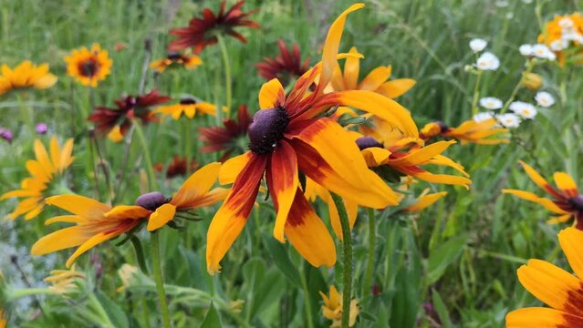 Black-eyed Susan or Rudbeckia hirta plant, brown betty, gloriosa daisy, golden Jerusalem. Yellow flowers.
