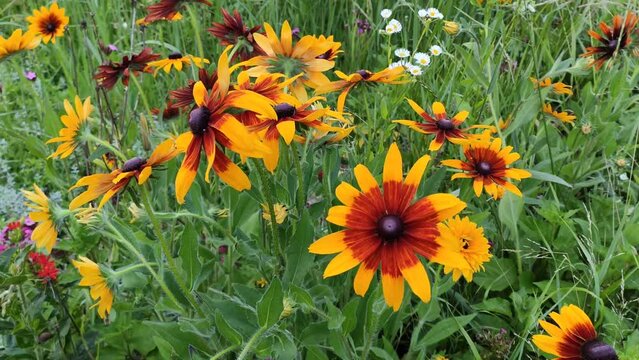 Black-eyed Susan or Rudbeckia hirta plant, brown betty, gloriosa daisy, golden Jerusalem. Yellow flowers.