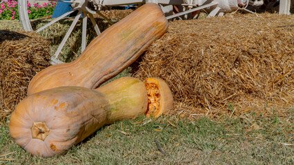 Long elongated pumpkin in the hay on the background of a wheel from a cart, autumn harvest