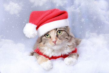 Santa Claus Cat lies on white clouds. New Year holiday background. Cat with big green eyes in a Santa Claus hat on a white background. Christmas Kitten. Winter season. Greeting cards. Sparkling lights