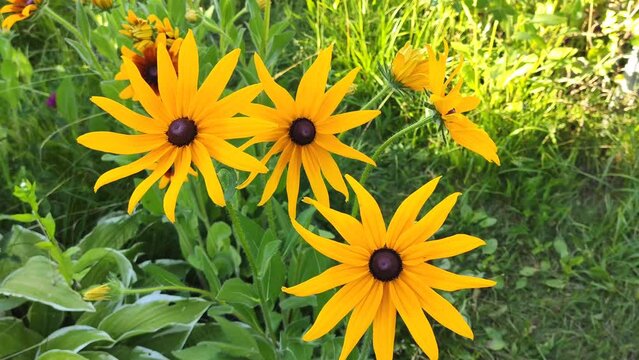 Black-eyed Susan or Rudbeckia hirta plant, brown betty, gloriosa daisy, golden Jerusalem. Yellow flowers.