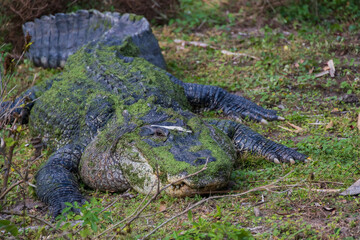 Alligator laying in the grass