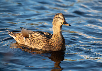 A brown duck, illuminated by the evening sun, swims in a city pond