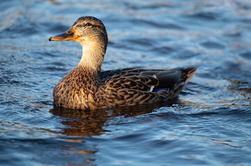 A brown duck, illuminated by the evening sun, swims in a city pond